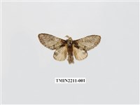 藏品(普胯舟蛾)的圖片